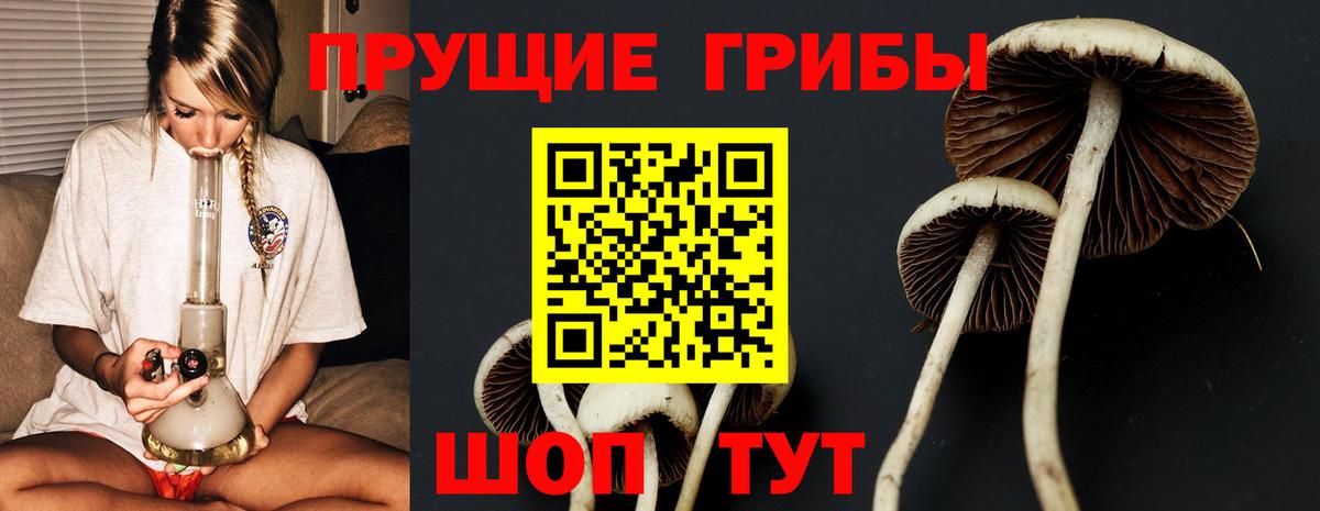 Оренбург  Псилоцибиновые грибы Psilocybine cubensis  Вход с VPN 